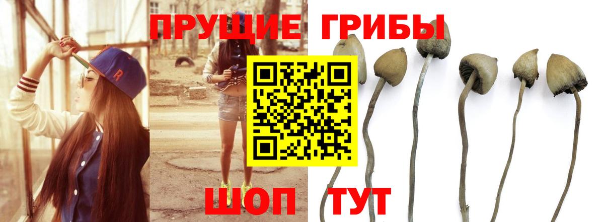 Галлюциногенные грибы Psilocybe Павловский Посад